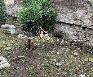 Largo Argentina w Rzymie. Koty zamieszkały w starożytnych ruinach - zobacz zdjęcia