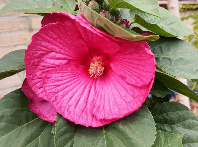 Hibiskus bagienny