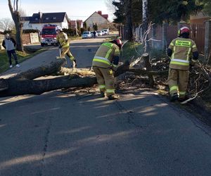 Zaraz się zacznie! Wichury do 100 km/h w prognozach ekspertów