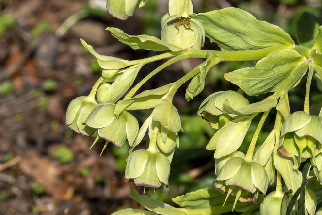 Ciemiernik cuchnący