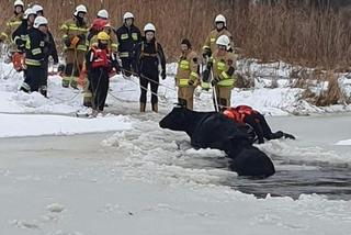 Suraż. Strażacy ratowali krowę i cielę. Pod zwierzętami załamał się lód [ZDJĘCIA]
