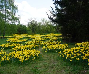 Żonkile kwitną w Warszawie 