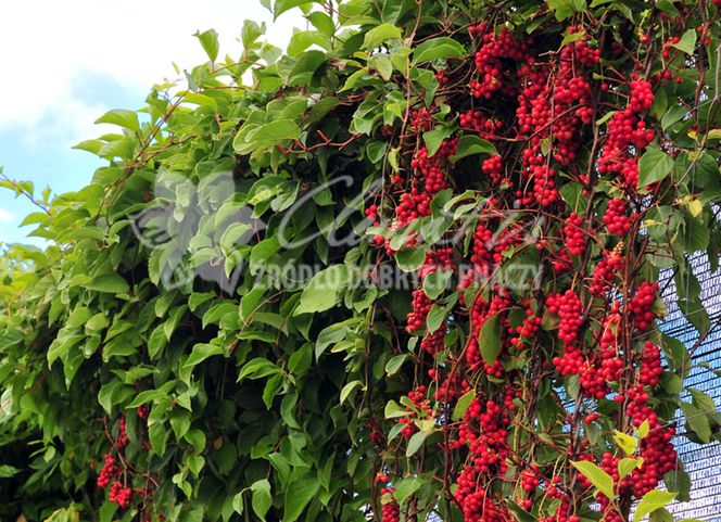 Cytryniec chiński - roślina ozdobna i lecznicza. Charakterystyka i uprawa cytryńca [WIDEO]