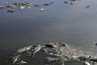 Śnięte ryby pod Wrocławiem