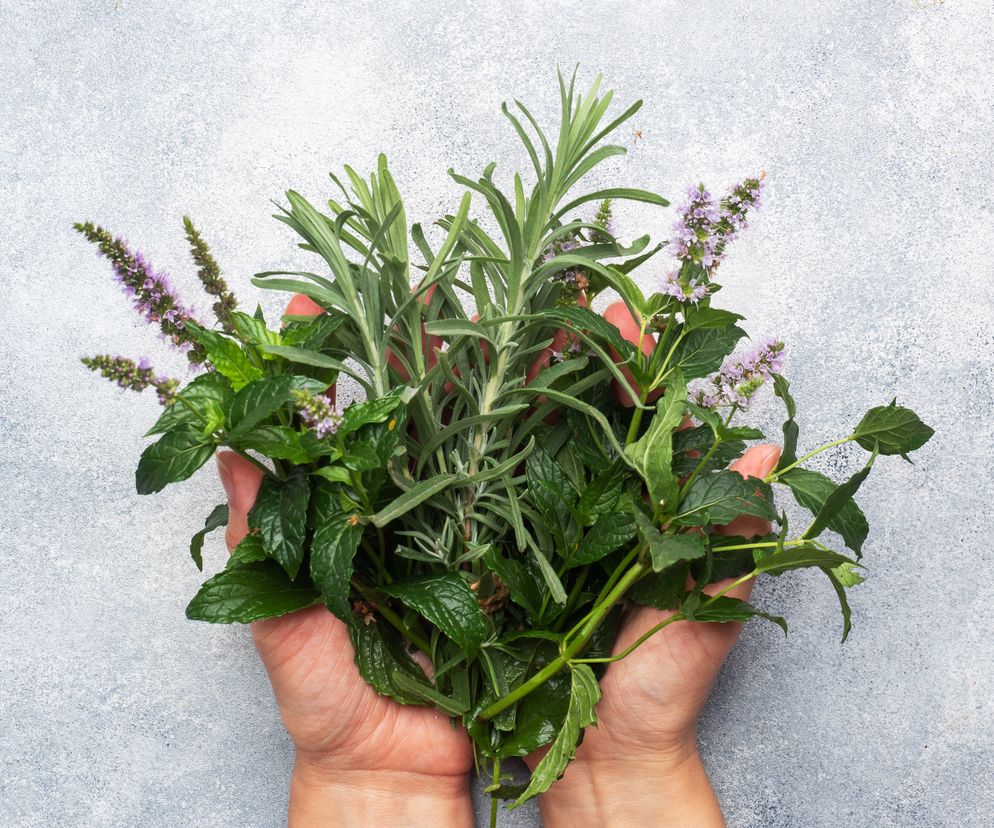 ziola-na-watrobe-rodzaje-wlasciwosci-lecznicze-zastosowanie