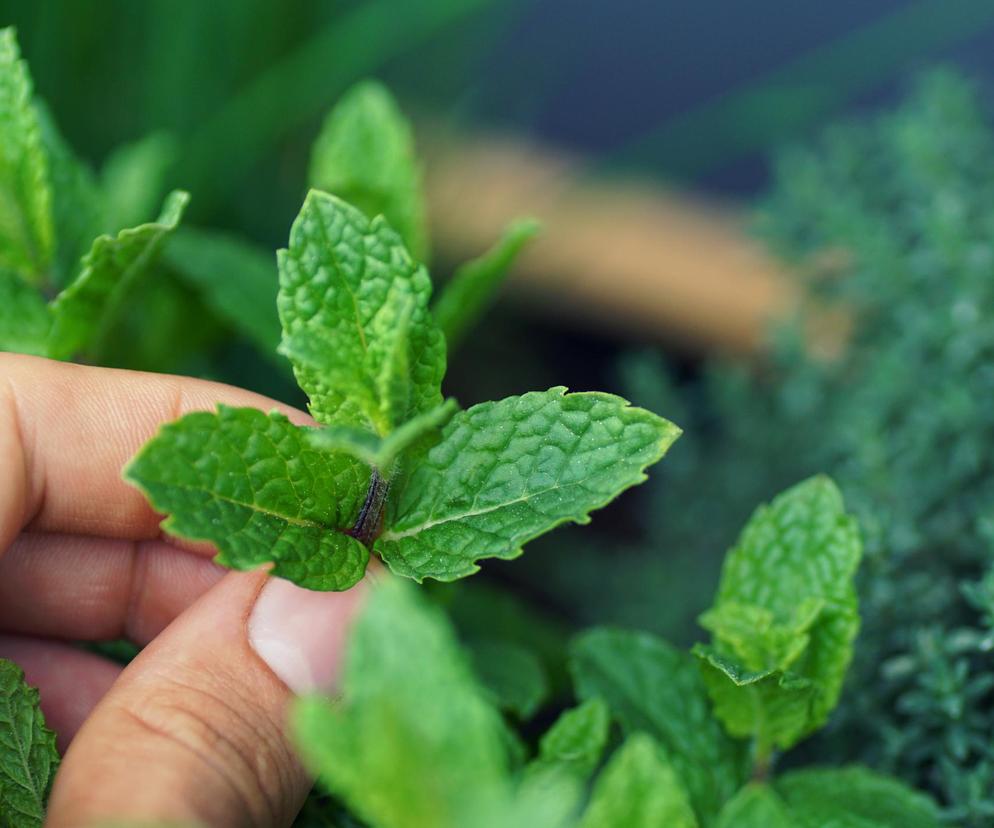 Stwórz swoją domową ziołową apteczkę. Te zioła są łatwe w uprawie na działce 