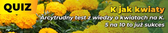 SG BANER Quiz: K jak kwiaty. Arcytrudny test z wiedzy o kwiatach na K. 5 na 10 to już sukces