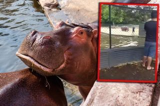 Poszedł do zoo, nagle wskoczył do basenu pełnego hipopotamów. Wszystko się nagrało!