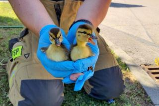 Radomsko. Małe kaczuszki uratowane! Pomoc wzywała ich mama. Do akcji wkroczyli strażacy.