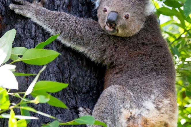 Zaadoptowana przez koszalińską firmę koala wróciła na wolność