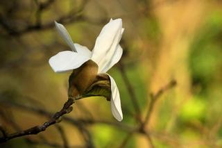 Już 1 kwietnia po zimowej przerwie otwiera się wrocławski Ogród Botaniczny UWr! Co będzie się działo? Ile kosztują bilety?
