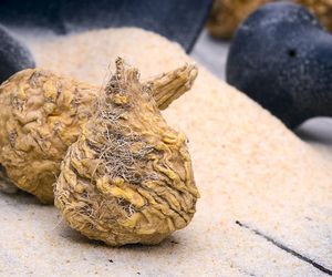 Zwiększa libido i łagodzi stres. Ta roślina to remedium na trudny dzień