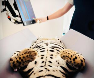 Dziki kot u weterynarza.