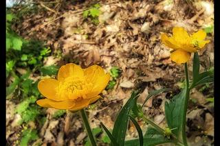 Staw Młyński na Naramowicach w Poznaniu