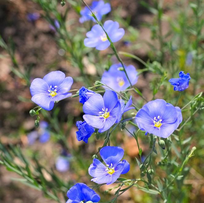 Len austriacki (Linum austriacum)