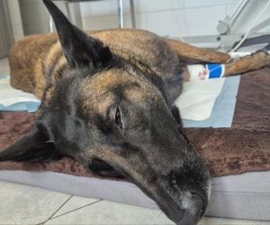 Dafne potrzebuje pomocy! Pies ratowniczy walczy o powrót do służby