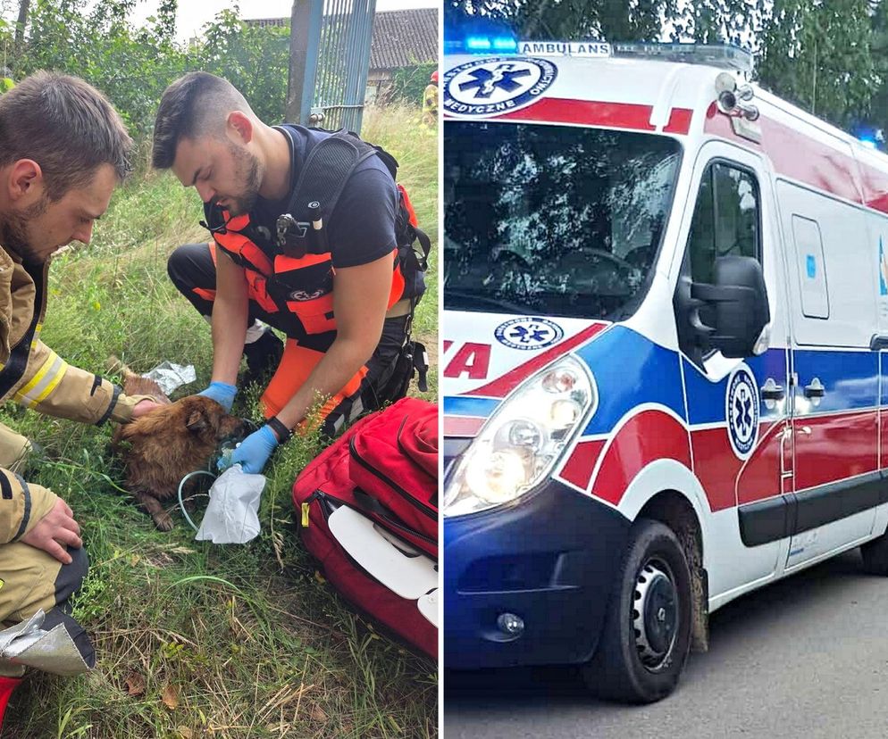 Pożar domu w Zalewie. Nie żyje mężczyzna, strażacy uratowali psa