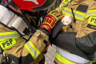 Strażacy uwolnili kotka, który wpadł do szybu okiennego