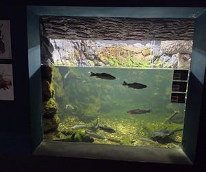 Egzotyczny świat na wyciągnięcie ręki! Zaglądamy do akwarium-terrarium w Myślęcinku