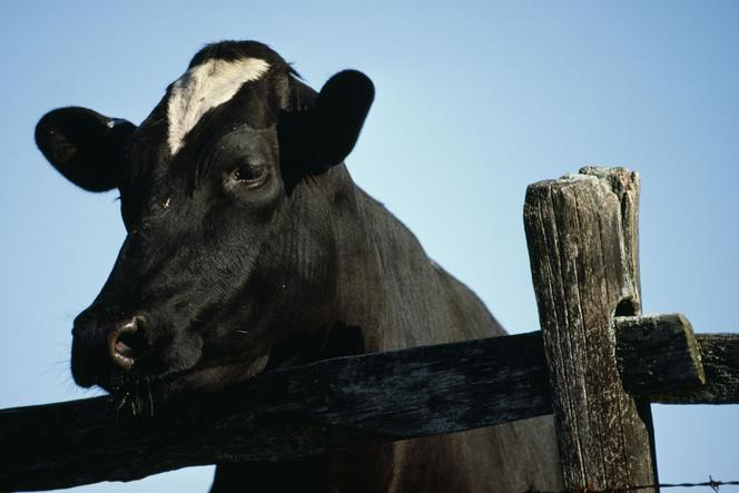 Mów do krowy, to da więcej mleka