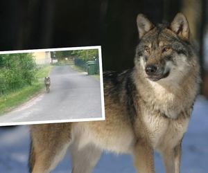 Wilk przechadzał się ulicami Brzózek w Zachodniopomorskiem