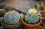 Astrophytum asterias