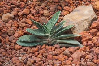 Gasteria