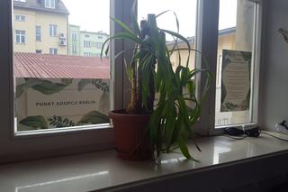 Rzeszowski Inkubator Kultury zachęca do adopcji! Chodzi o... rośliny!