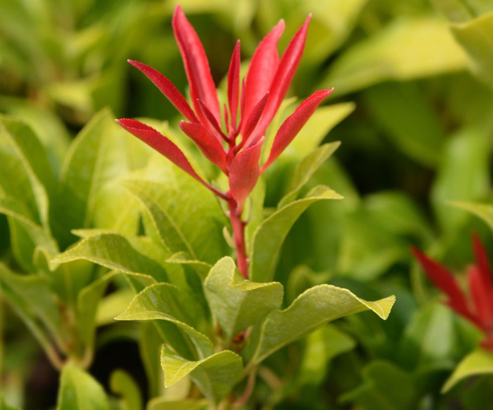 Pieris japoński ‘Mountain Fire’