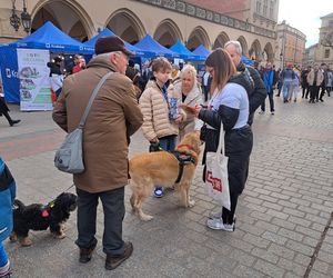 33. Finał WOŚP z grupą krakowskich Golden Retrieverów