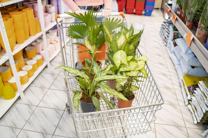 Zakup roślin doniczkowych w supermarkecie