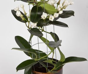 Rosliny doniczkowe na podporach