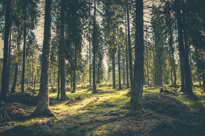 Kraków: zakaz wstępu do lasów, które najmocniej ucierpiały w wyniku sobotniej burzy [LISTA]