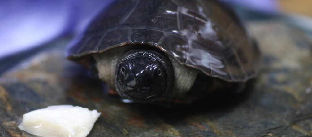 Orlicja wykluła się w gdańskim zoo