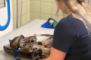 Myszołów Maciek trafił do Lecznicy po walce z innym ptakiem