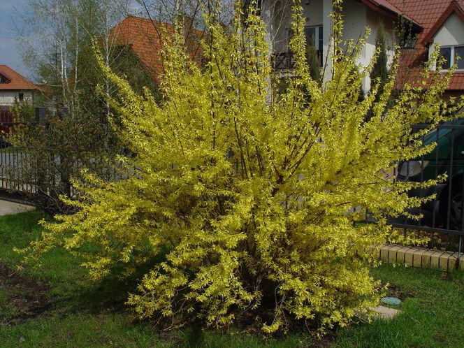 Forsycja pośrednia