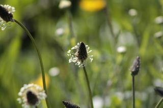 Te zioła mają cudowne właściwości! Rosną latem na Warmii i Mazurach [ZDJĘCIA]