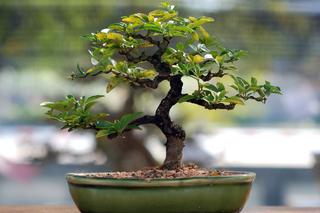 Drzewko bonsai żywe. 10 najlepszych roślin na bonsai do domu i ogrodu