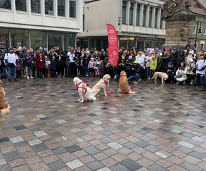 Golden Retriever WOŚP w Poznaniu