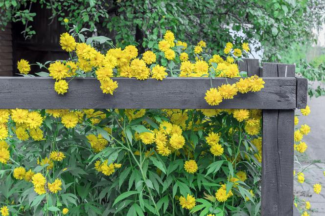 Rudbekia naga