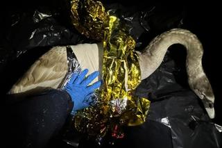 „To nie było proste zadanie”. Policjanci z pow. świdnickiego uratowali rannego łabędzia