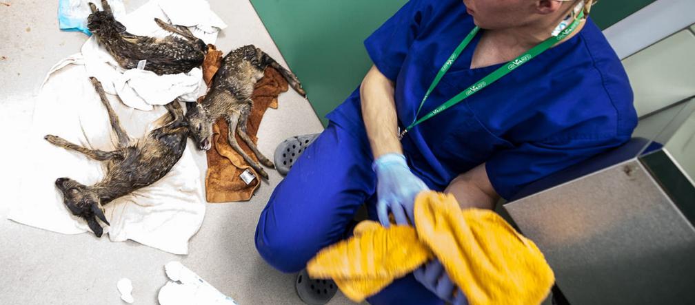 Cesarskie cięcie sarenki Gabi