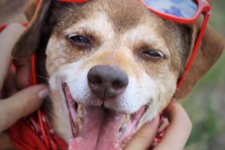 Tofiniusz czeka na nowy dom. Adoptuj psa ze schroniska w Białymstoku