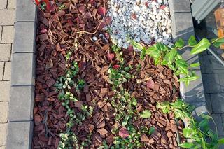 Zielone przystanki w Katowicach: droższe są tylko ławeczki patriotyczne 