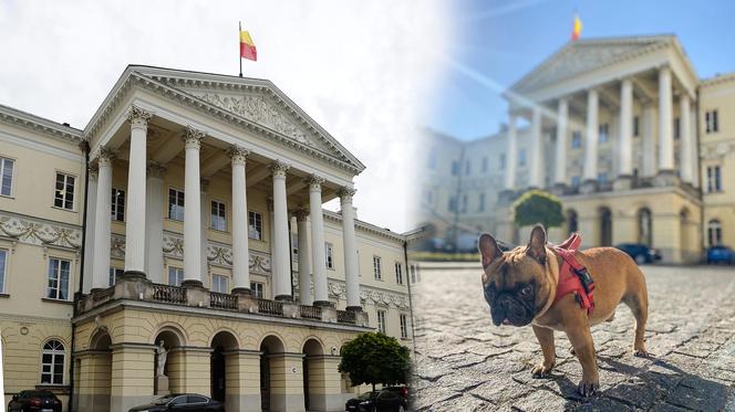 Bąbel może, a my nie. Gdzie wejdziesz z psem do urzędu?