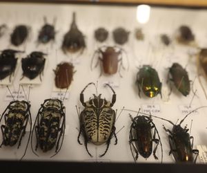 Trwają Targi Entomologiczne w Bytomiu ZDJĘCIA