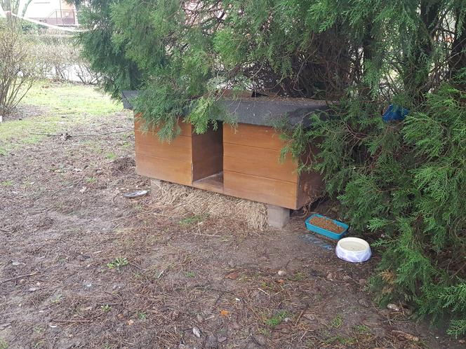 Pomaga bezinteresownie wolno żyjącym kotom w Lesznie od 15 lat. Pani Magdalena i jej podopieczni 