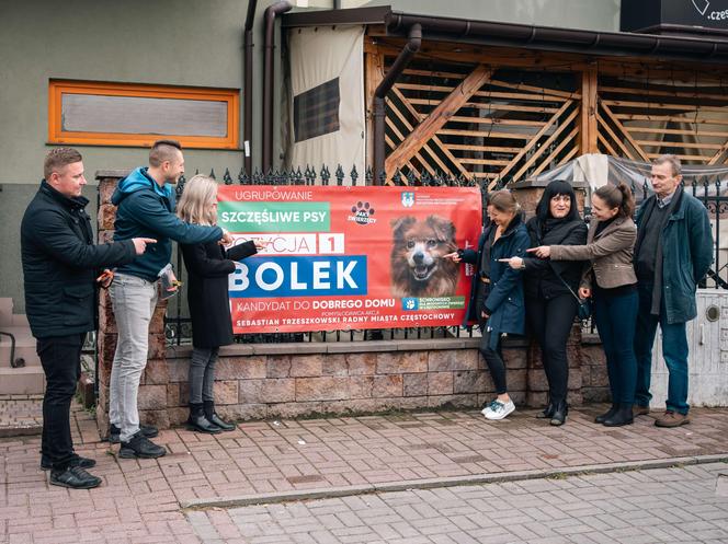 Włochaci kandydaci na banerach wyborczych. Psy i koty z częstochowskiego schroniska liczą na nowy dom 