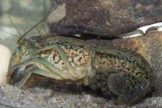 Inwazja obcych w Warszawie! Jest ich aż 100 tysięcy. Urzędnicy wynajęli łowców do walki z nimi