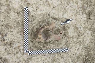 Szczątki mamuta odnalezione na budowie S17 w woj. lubelskim